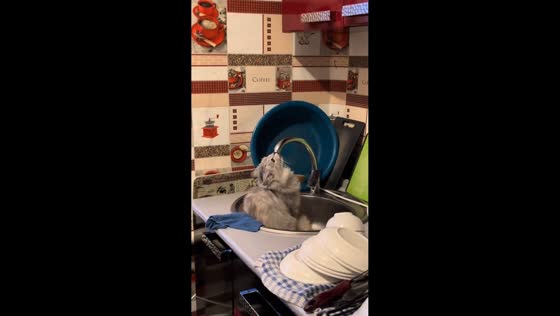 Cat caught drinking from faucet in sink in Kostanay, Kazakhstan