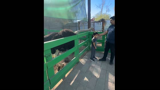 Ostrich pecks food from child's head in Mexicali, Mexico