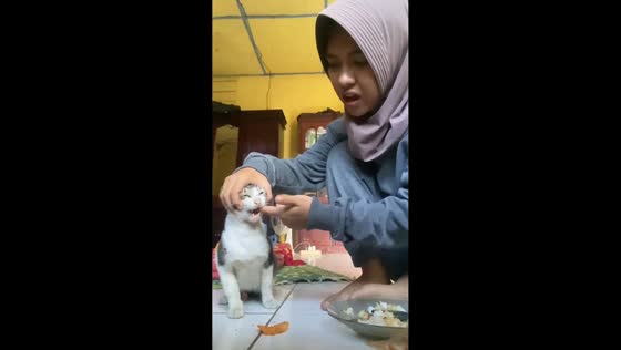 Cat bit the finger instead the food in Padang Garugur, Indonesia