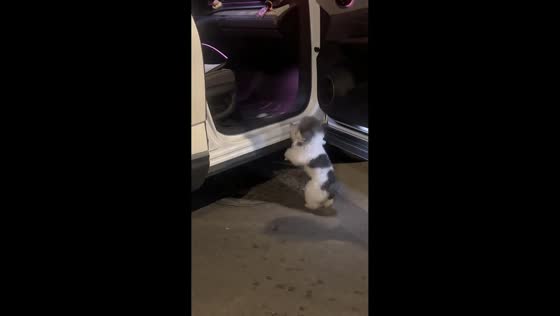 Little dog's second jump ends in a funny tumble in Zhejiang, China