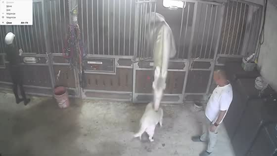 Horse briefly grabs dog inside stable in Shandong, China