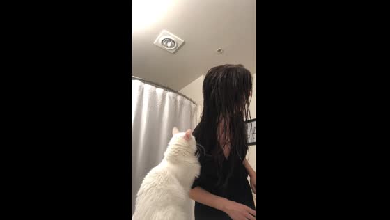 Cat becomes unimpressed hair stylist, swats owner for talking