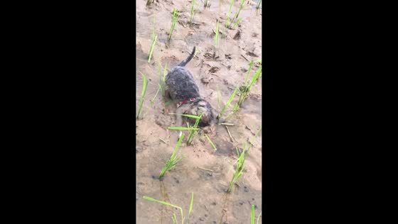 Puppies playing in the mud in Fujian, China