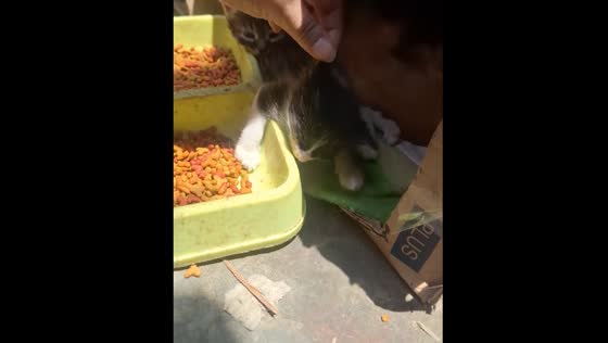 Kitten in Sunampe Peru wakes up after deep sleep