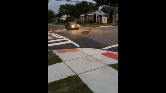 Deer narrowly avoids cars while crossing road in Hillsdale, New Jersey, USA