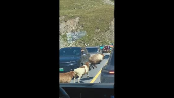 Flock of sheep hilariously hops over yellow road line on Highway 318 in Sichuan-Tibet, China