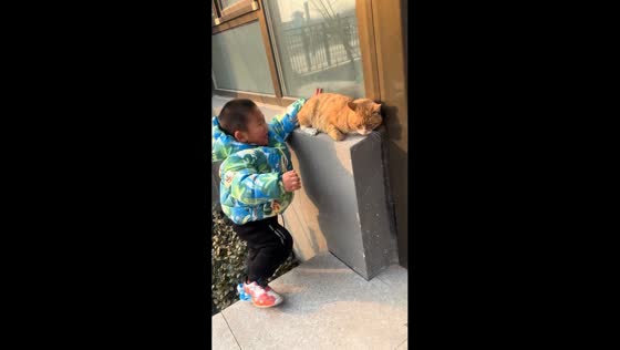 Boy tumbles from ledge while petting cat in Shandong, China