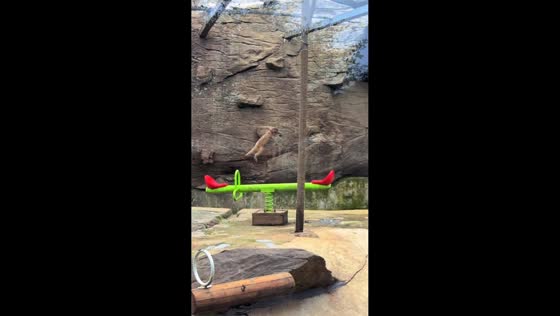 Monkey plays on seesaw inside enclosure in Jiangsu, China