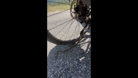 Snake stuck on bike during ride in Ardèche, France