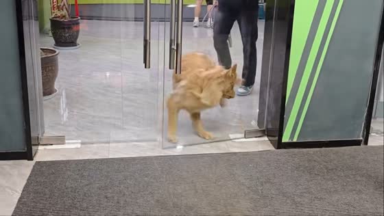 Golden retriever accidentally bumps into glass door in Guangdong, China