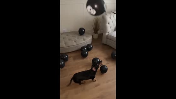 Dachshund plays with black balloon in Manchester, United Kingdom