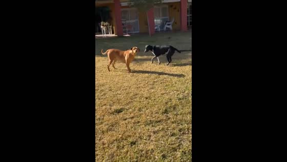 Dogs stand frozen in Concepción del Uruguay, Argentina