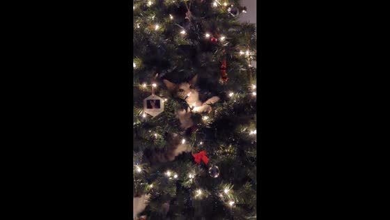 Cat climbs Christmas tree and plays with decorations in Kalamazoo, Michigan, USA