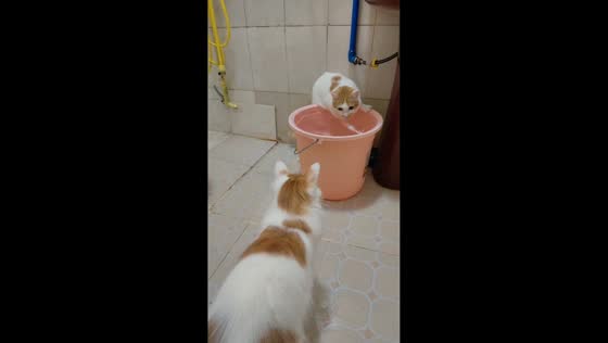 Unafraid cat plays with water in Guangzhou, China