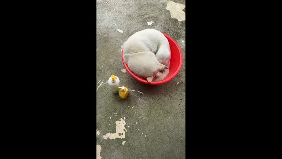 Dog climbs into basin while getting ready for a bath in Guangdong, China