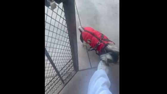 Dog stops another dog from biting owner in Hermosillo, Mexico