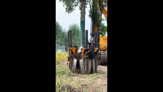 Excavator transplants tree without damaging roots in Shandong, China