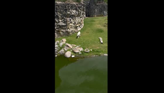 Bengal tiger's failed chase: white tiger's pursuit of a lizard at Temaikèn, Argentina
