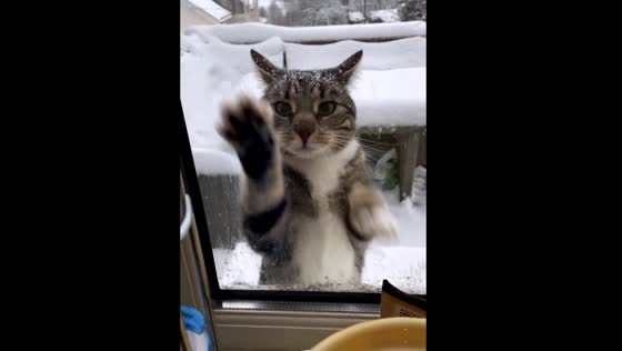 Tommy the Cat's Snowy Adventure: A Hilarious Window Scratching Incident in Norway