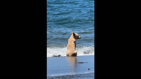 Solitude amidst waves: a dog's serenity