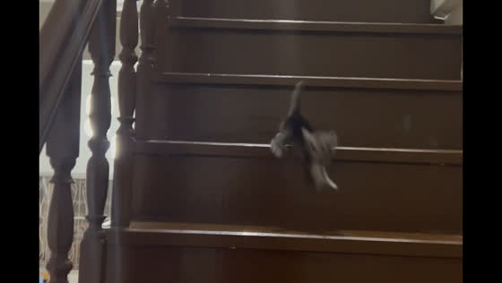 Kitten tumbles down stairs in playful misstep