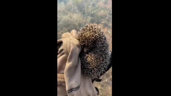 Firefighter rescues hedgehog from Kherson region blaze set by arsonists