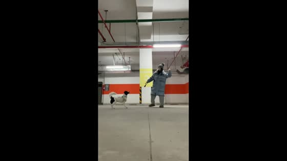 Dog hilariously reacts to fake throws in Shanghai, China