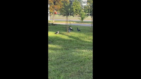 Hooded crow swings from tree branch while other crows watch in Minsk, Belarus