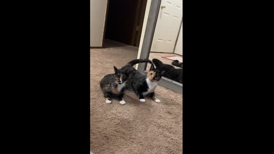 Cats hiss at owner while playing in Olympia, Washington