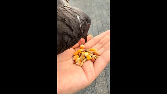 Pigeon with poor eyesight struggles to eat in Hubei, China