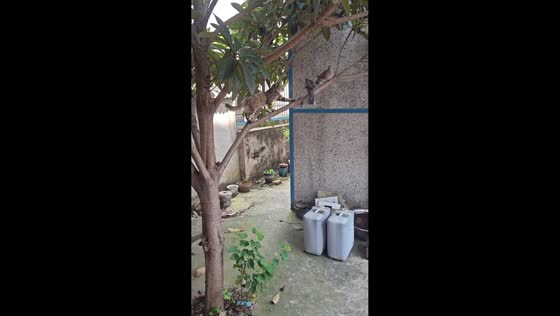 Curious cat hilariously chases two doves through tree branches in Anhui, China