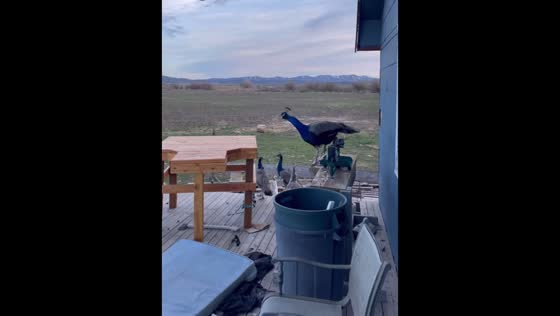 Peacock hilariously joins barking dogs at the side of the house in Idaho, USA