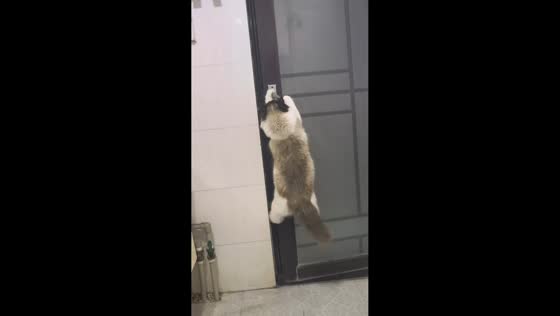 Ragdoll cat opens door and steps outside while meowing in Henan, China