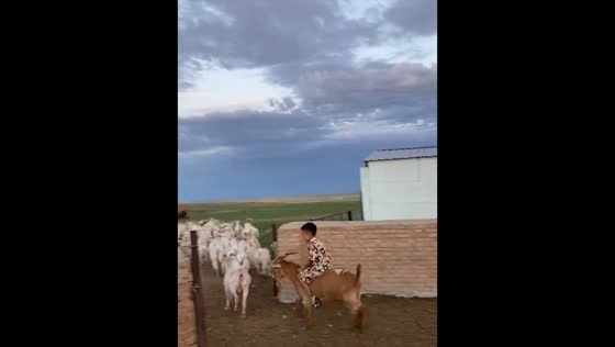 Child rides goat following herd in Inner Mongolia, China