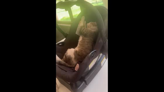 Cat takes over baby car seat in Santiago, Chile