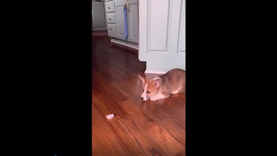 Frosty frenzy: Pancake the playful pup's ice cube adventure!