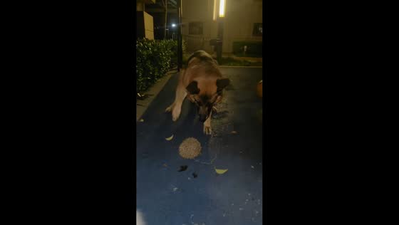 German Shepherd cautiously investigates defensive hedgehog in Henan, China