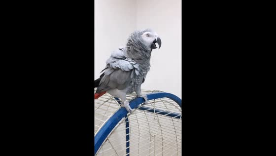 Entertaining parrot: clicking, dancing, and delighting in Iran