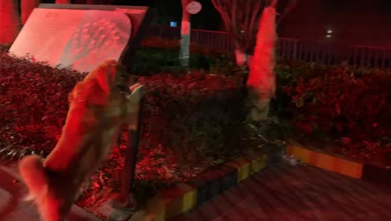 Clever golden retriever opens automatic gate in Jiangsu, China
