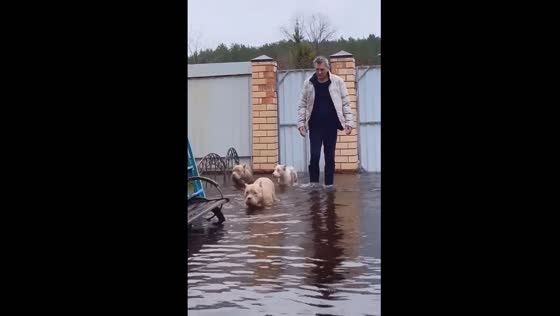 Surviving the spring flood: a family and their American bully dogs