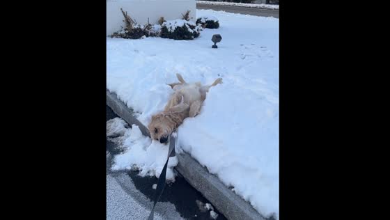 Dog refuses to move in snow on Boston street