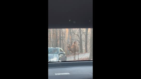 Camel chases and bites car during safari drive in Strafford, Missouri, USA