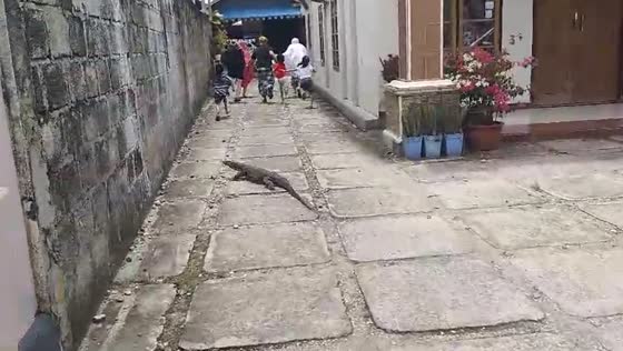 Terrifying encounter: monitor lizard sends locals fleeing in Baubau City
