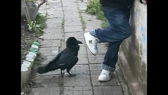 Playful raven chases child on pavement in Russia