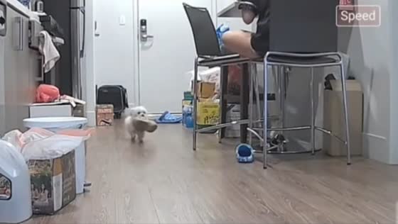Dog caught stealing slippers in California, USA