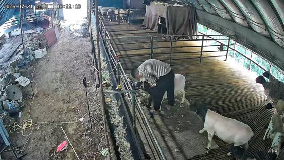 Sheep rams man while he is shearing another sheep in Henan, China