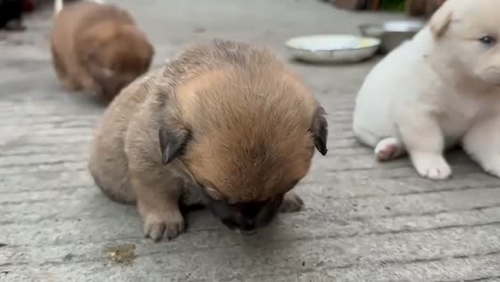 Sleepy puppies doze off together in Guangdong, China