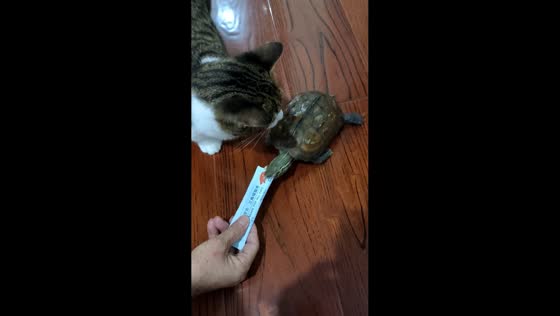 Persistent turtle chases cat after treats are taken away in Zhejiang, China