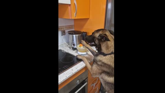 Simba the dog makes fresh orange juice in Jerez de la Frontera