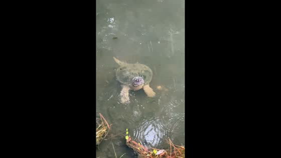 Snapping turtle surfaces during rain shower in Miramar Beach, Florida